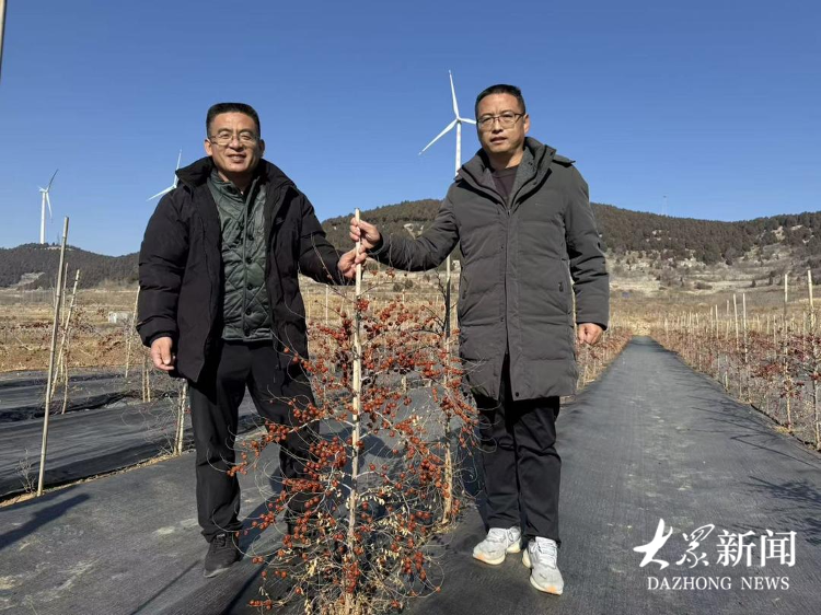 重大突破！当年播种当年挂满果山东酸枣种植打破“慢收益”魔咒_